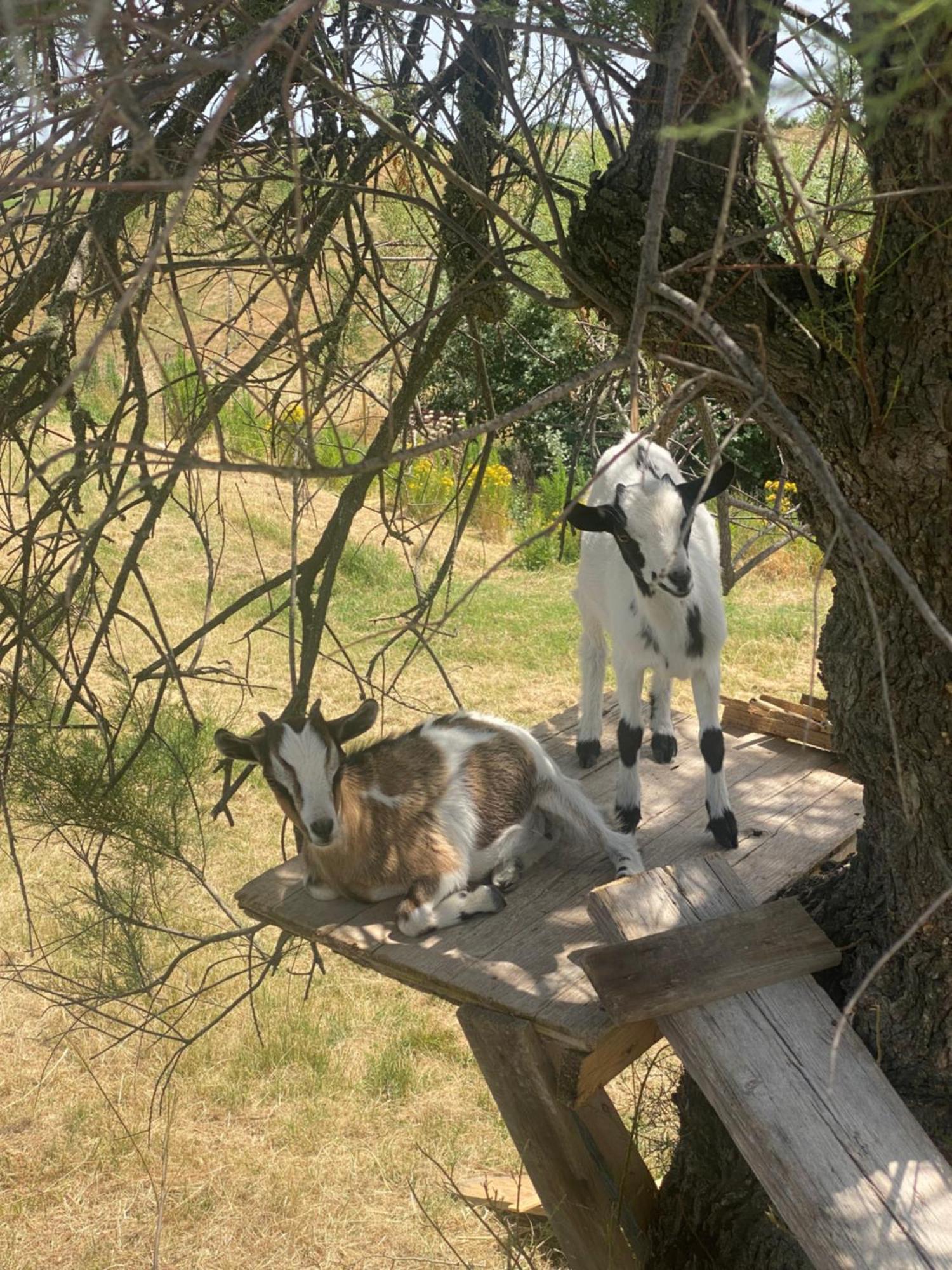 Certine Agriturismo อัสเชียโน ภายนอก รูปภาพ
